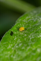 Yellow ladybug sits on a green leaf on a summer day macro photo. Ladybird close-up photo in summertime. Beautiful yellow insect in sunny day nature photography.