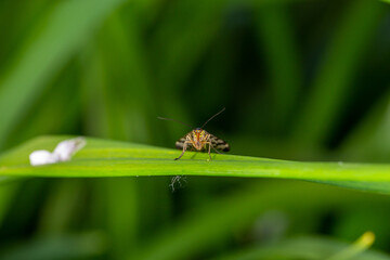 Black and yellow scorpionfly insect sits on a green leaf macro photography. Scoprpion fly insect sitting on a plant on a summer sunny day, close-up photo.