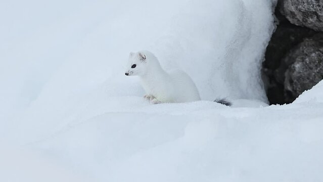 An incredible predator on snow, the ermine (Mustela erminea)