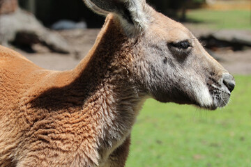 kangaroo in a zoo in australia