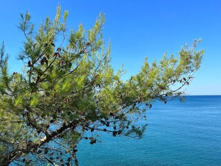 Pine tree over blue sea with calm water and clear sky in summer sunny day.