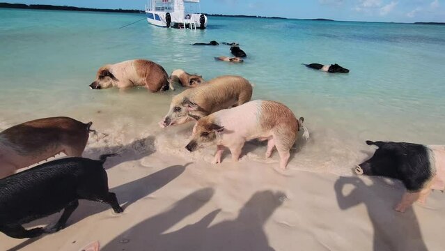 Pig island - behamas