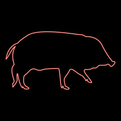 Neon wild boar Hog wart Swine Suidae Sus Tusker Scrofa red color vector illustration image flat style