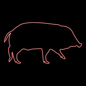Neon wild boar Hog wart Swine Suidae Sus Tusker Scrofa red color vector illustration image flat style