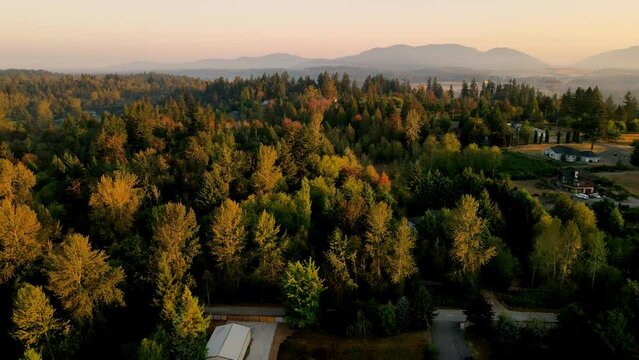 epic cinematic forest aerial video from Renton Washington captured at 5am with residential houses between green trees