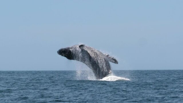 Gigantic humpback whale thrills boat passengers with impressive breach and enormous splash
