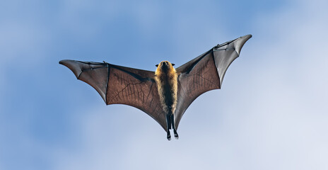 Flying Seychelles Fruit bat (Pteropus seychellensis) at North coast of Mahe
