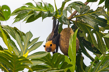 Seychelles Fruit bat (Pteropus seychellensis) at a Breadfruit tree at North coast of Mahe