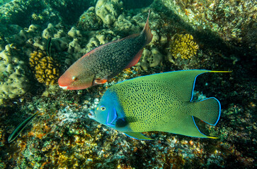 Close-up view of a Semicircle angelfish (Pomacanthus semicirculatus) and an Ember parrotfish (Scarus rubroviolaceus) near Island St Pierre - Seychelles