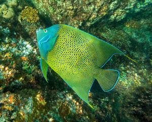 Close-up view of a Semicircle angelfish (Pomacanthus semicirculatus) near Island St Pierre -...