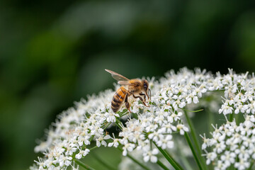 A bee pollinates an apple tree flower macro photography in springtime. A honey bee pollinates flowers with white petals close-up photo on a summer day.	
