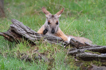 wallaby in a zoo in australia