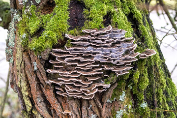 Angebrannter Rauchporling