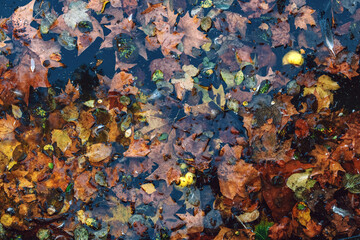 Dirty pond with autumn foliage leaves and bird feathers as seasonal background