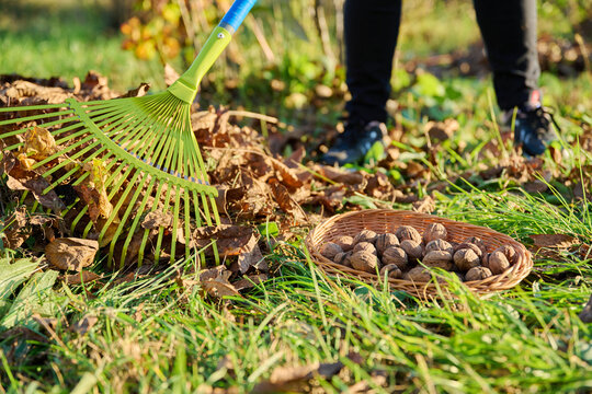 Woman with rake clearing leaves under walnut tree, collecting fallen walnuts