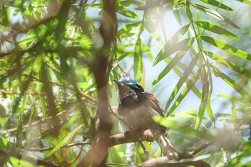 Beautiful image of red winged fairywren is enjoying morning sunshine, Perth, Western Australia