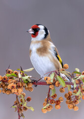 European goldfinch ( Carduelis carduelis )