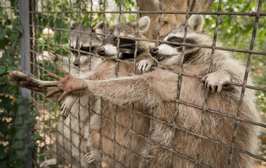 Raccoons in a cage at the zoo © Vyacheslav