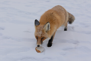 Red fox at the ice of Baikal, Russia