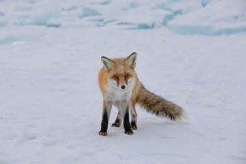 Red fox at the ice of Baikal, Russia