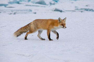 Red fox at the ice of Baikal, Russia