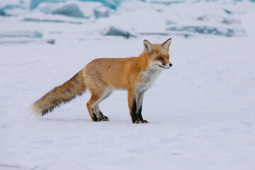 Red fox at the ice of Baikal, Russia