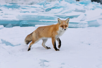 Red fox at the ice of Baikal, Russia