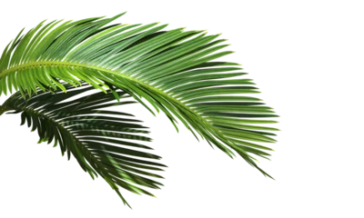 Poster Cut out Palm leaves foliage transparent backgrounds 3d rendering © Krit