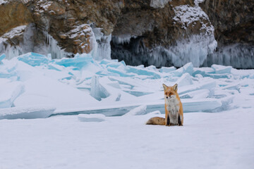 Red fox at the ice of Baikal, Russia