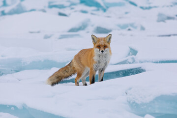Red fox at the ice of Baikal, Russia