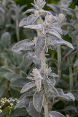 Lamb's-ear plant with woolen leaf macro photography in summer day. Woolly hedgenettle plant with fluffy leaves close-up photo in summertime.