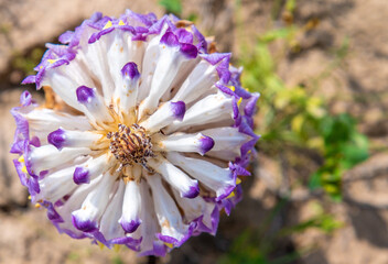 Cistanche medicinal flower, a rare medicinal plant in the desert - obrazy, fototapety, plakaty