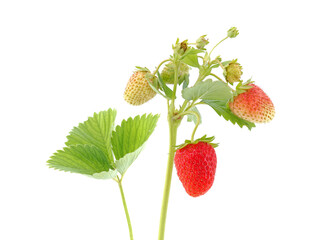 Strawberry plant with with berries isolated on white
