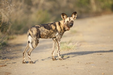 African wild dogs begin to eat the animals they hunt alive. Wild dogs are usually in groups of 20-30 individuals.