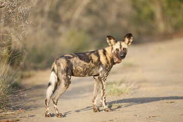 Fototapeta premium African wild dogs begin to eat the animals they hunt alive. Wild dogs are usually in groups of 20-30 individuals.