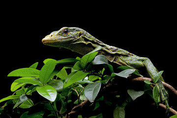 The Emerald Tree Monitor (Varanus prasinus) or Green Tree Monitor Lizard.