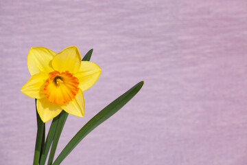 薄紫背景のラッパスイセン