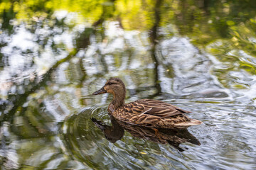 Wild duck swimming in a pond on a summer sunny day. Mallard duck swimming in a pond in the summer. Waterfowl nature wallpaper.