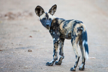 African wild dogs begin to eat the animals they hunt alive. Wild dogs are usually in groups of 20-30 individuals.