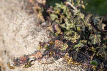 green background, leaves texture