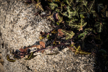 ants on the ground