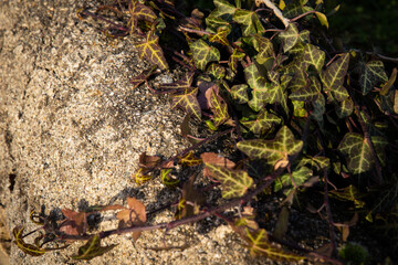 green background, leaves texture