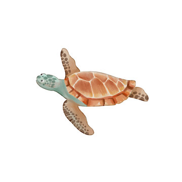 watercolor turtle