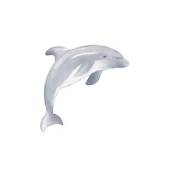 watercolor dolphin © draftphic