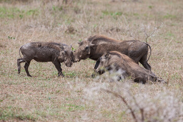 African Wild boar is considered a good prey for predators such as lions and leopards. African wild boars greet by rubbing their noses against each other.