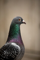 close up headshot of male homing pigeon