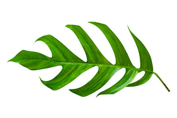 tropical jungle monstera leaves isolated on a white background