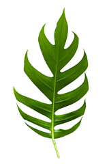 tropical jungle monstera leaves isolated on a white background
