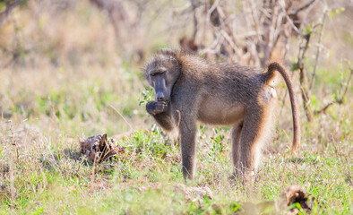 Baboon (Papio ursinus) is a common species living in the African forests