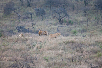 There are many lions in Hluhluwe–iMfolozi Park in South Africa.